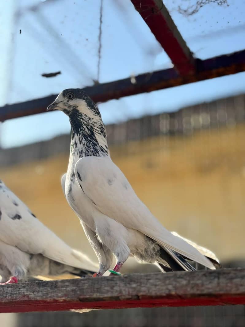 سیالکوٹی bateray 3