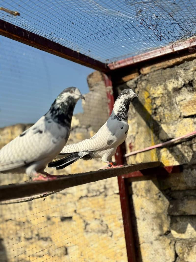سیالکوٹی bateray 4