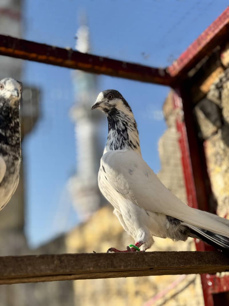 سیالکوٹی bateray 7