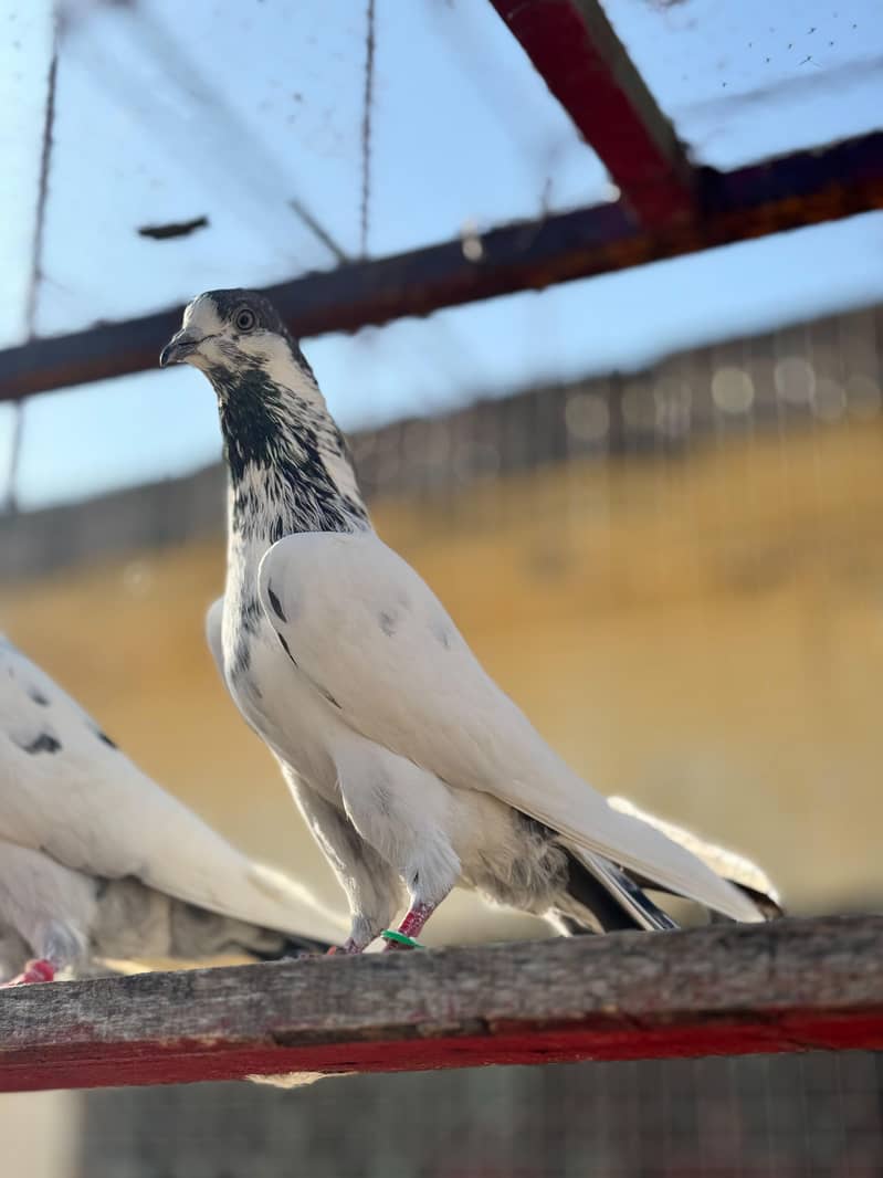 سیالکوٹی bateray 8