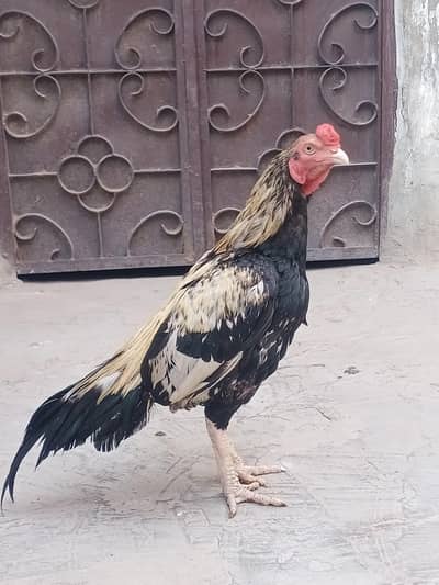 mainwali 0size goll face mazbot prinda hai/0/3/3/4/3/6/3/6/2/5/0/