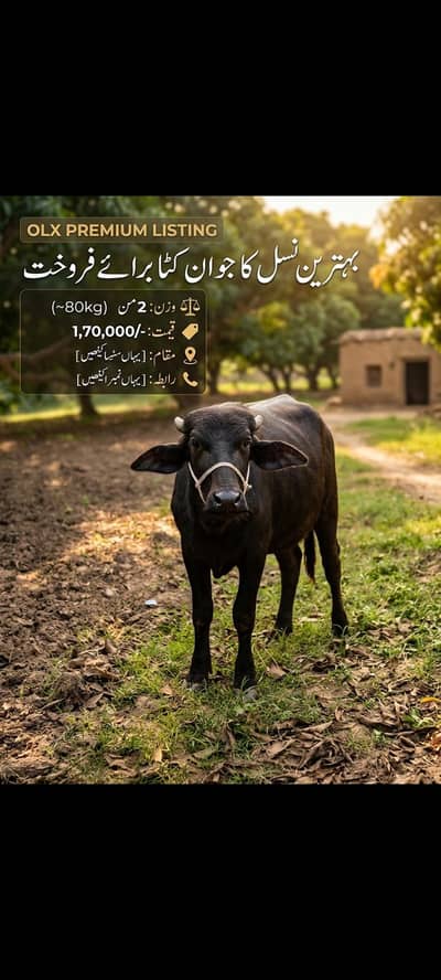 Khubsurat aur Sehatmand  / Katta Sale Ke Liye – Weight 2 Mann