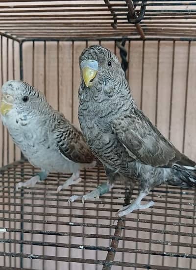 Combo gray phathy pair / 03156376925