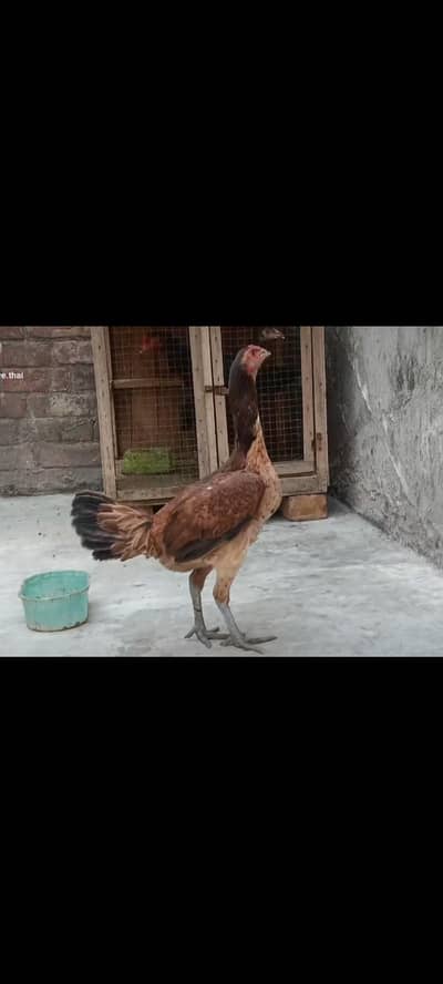 Barmi female, pakoye female for sell