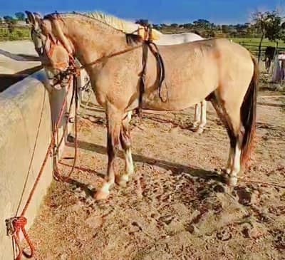 Desi Horse || Beautiful Horse || Riding Horse || Horse for Sale