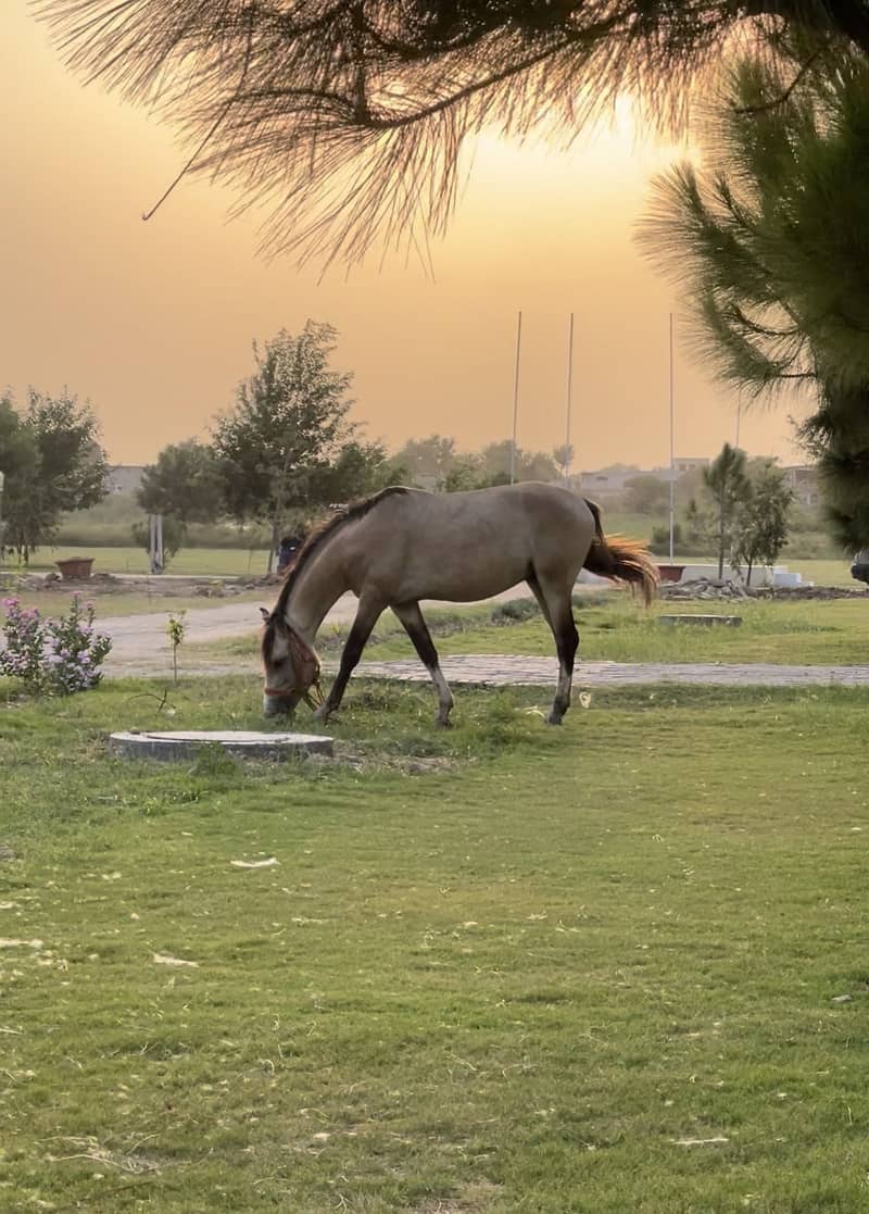 Desi Horse || Beautiful Horse || Riding Horse || Horse for Sale ...