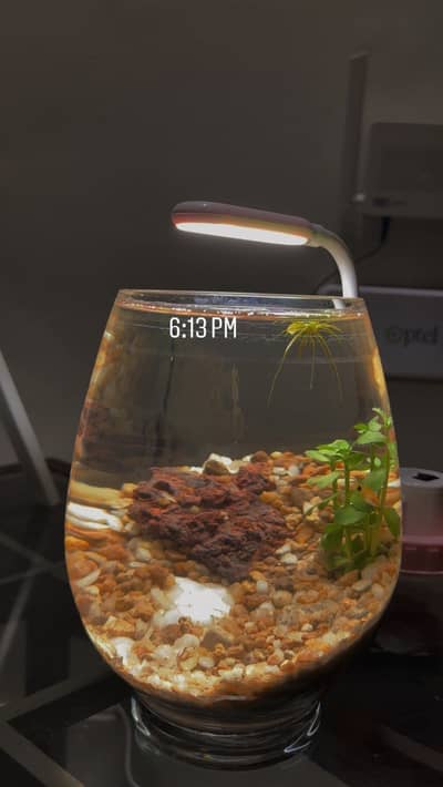 Imported Fish Bowl