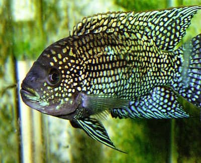 jack dempsey pairs