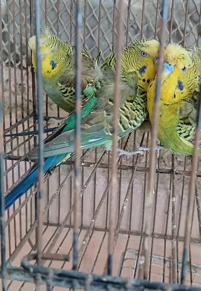 Black wing hogo pairs / 03156376925