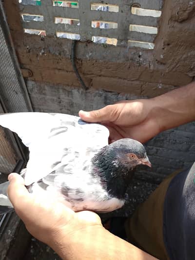 Pigeon for sale  1 female and 4 male for sale