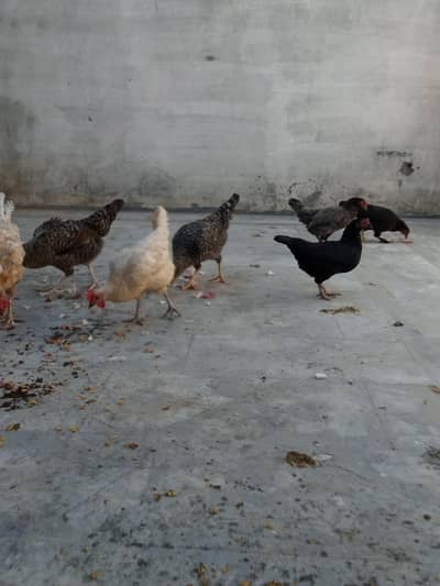 100%  Granted egg laying hens forsale. 07females
