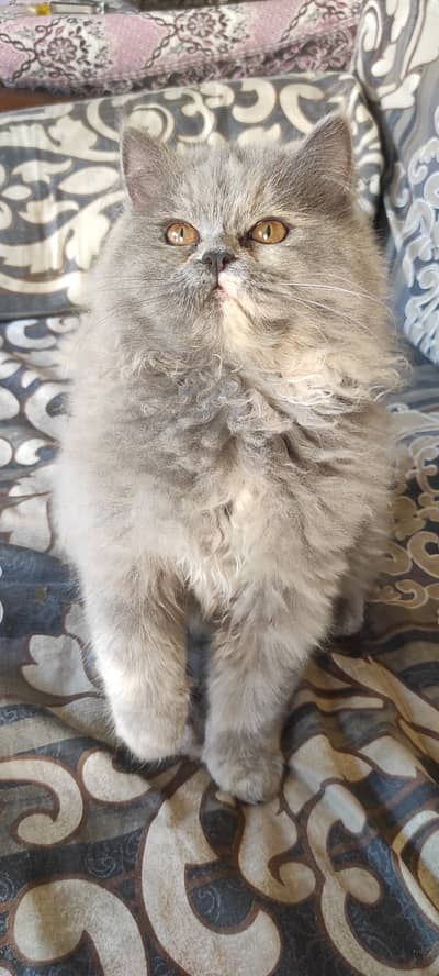 Grey Persian kitten in best price