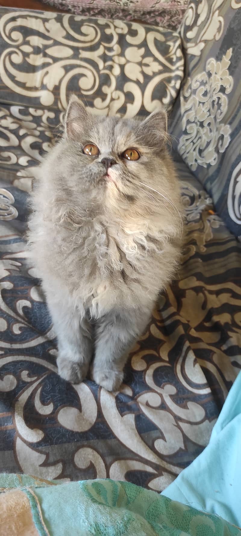 Grey Persian kitten in best price - Cats - 1120928148