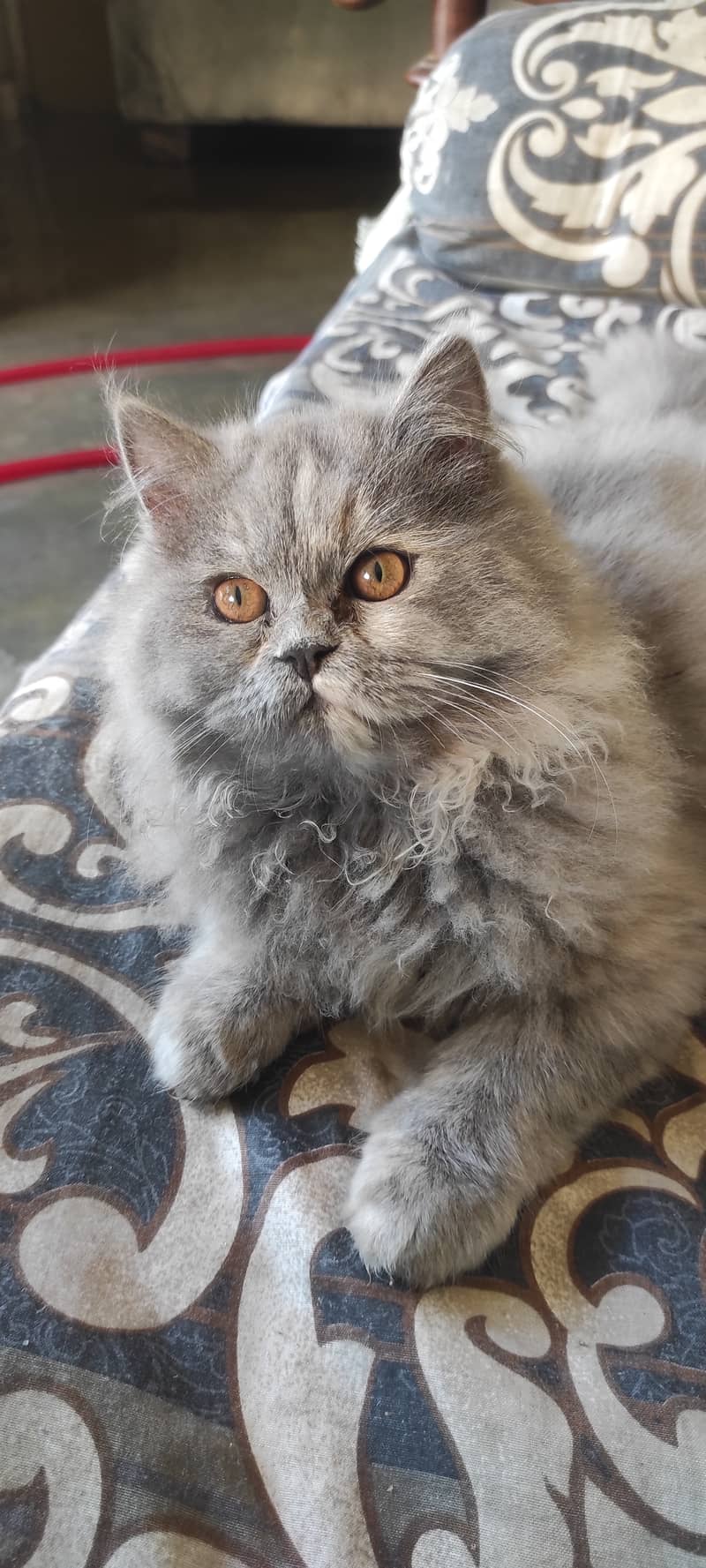 Grey Persian kitten in best price - Cats - 1120928148