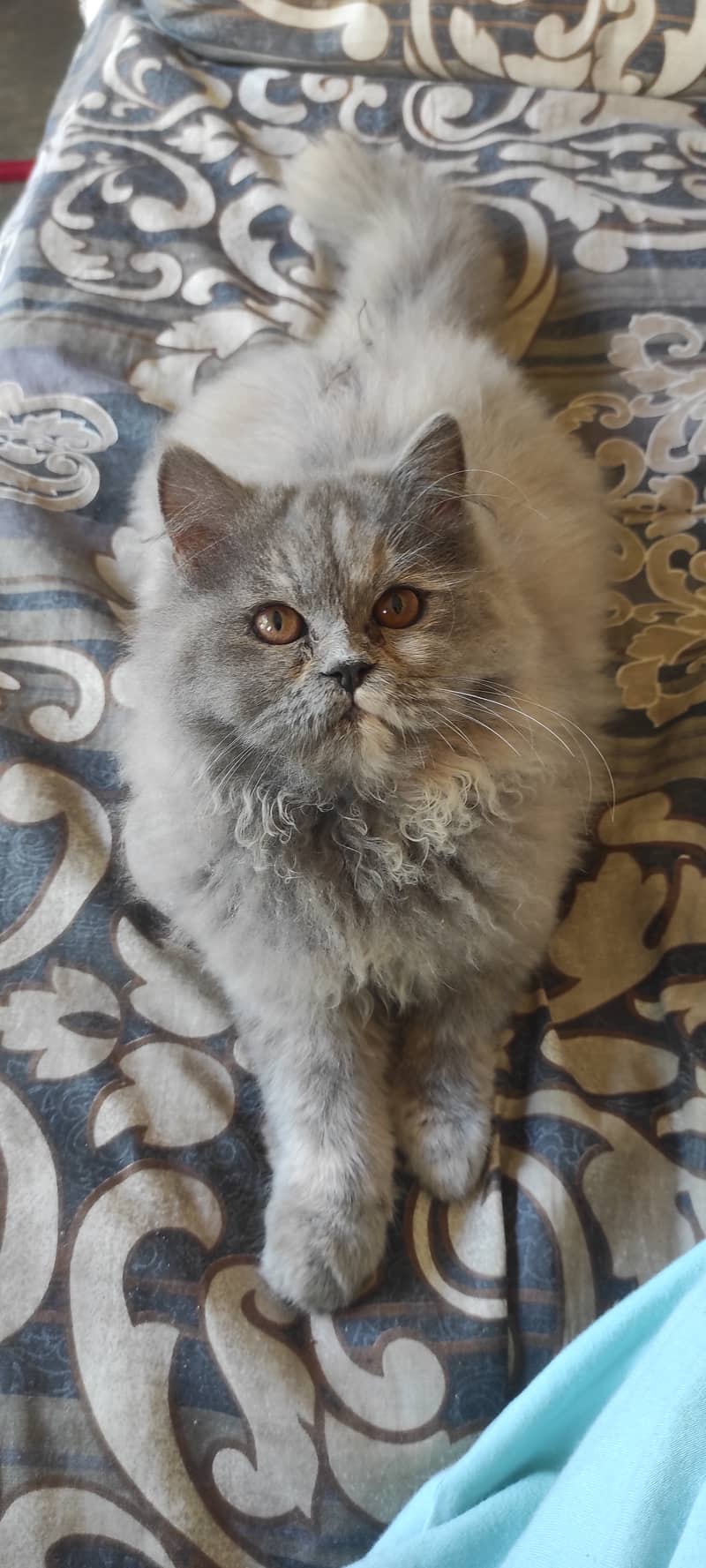 Grey Persian kitten in best price - Cats - 1120928148