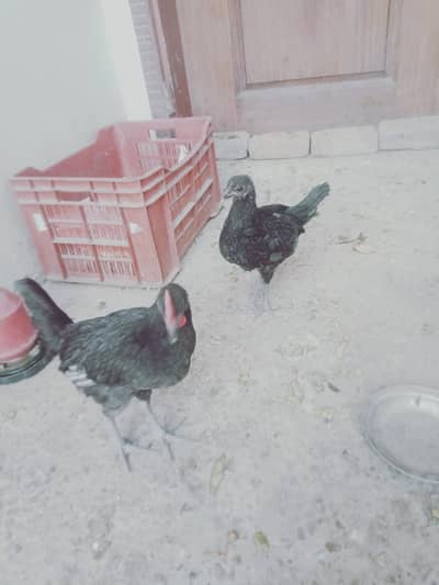 Urgent sale
