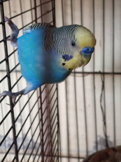 Proven Breeder Budgie Pair for Sale – Blue & Green