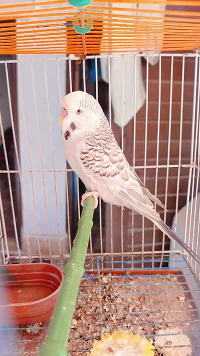 Dan fellow male King bridar Male beautiful color