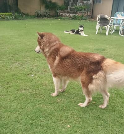 husky male alpha dog