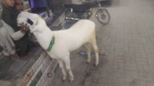 Orignal Mundra Dumba 2 dant 11 month orangi town 10 number