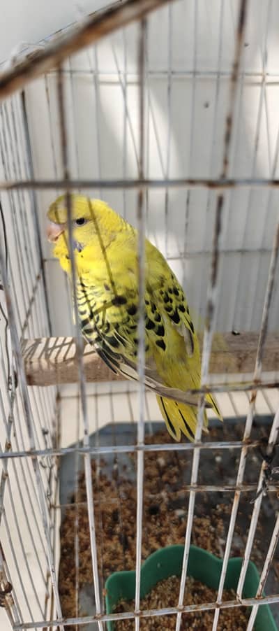 Yellow TCB Split Hogoromo(under king size)