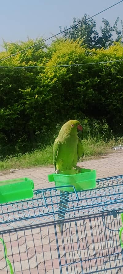 talking parrot 1 sal ka gujjar Khan