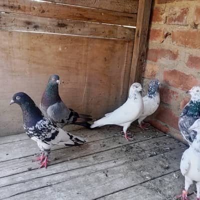 old high flair pigeon hai