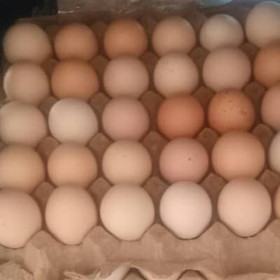 Fresh Desi Eggs