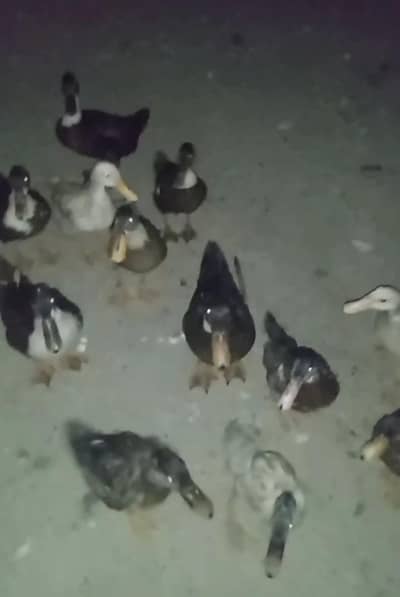 8 desi male ducks