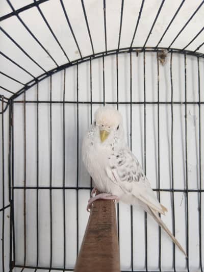 Female Budgie