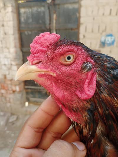 murga for sale
