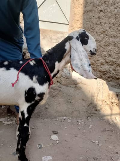 2 Punjabi Khare Bakray for Sale – Pair 90,000.