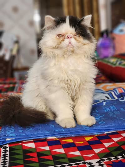 CFA Bloodline male kitten