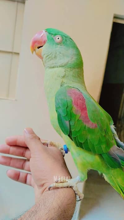 raw parrots.