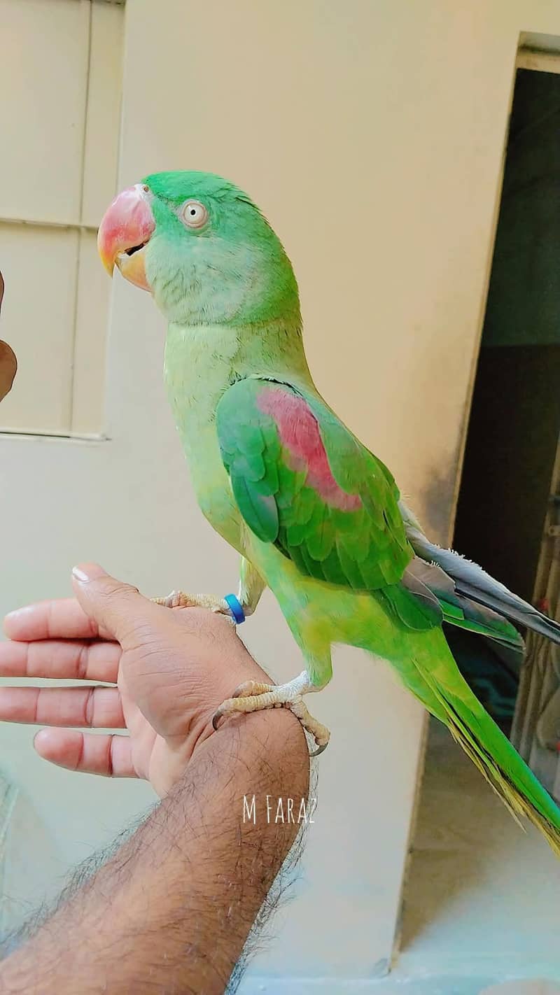 raw parrots. 1