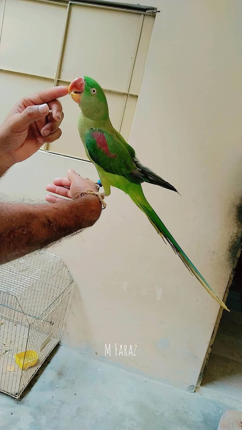raw parrots. 2