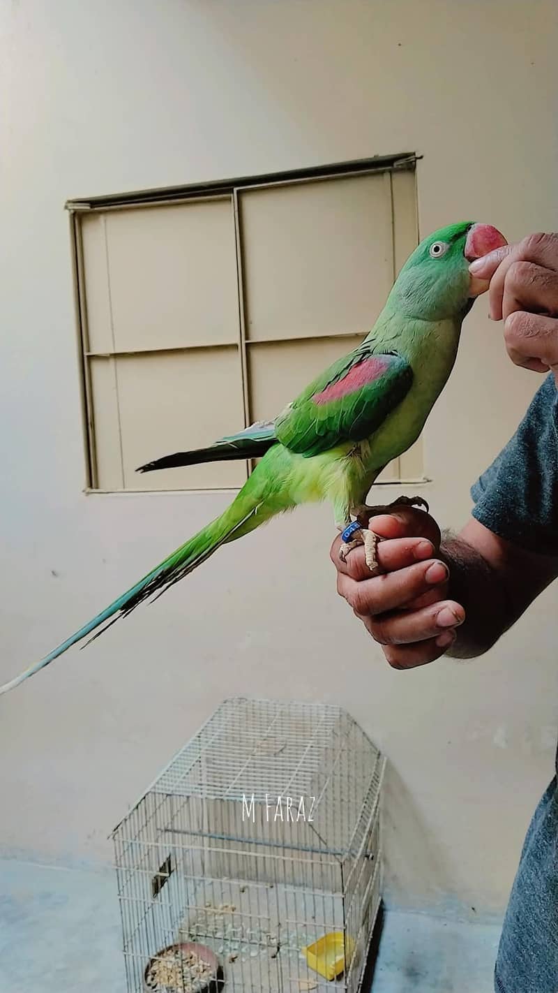 raw parrots. 3