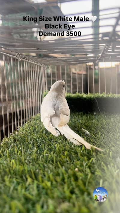 Fancy & King Size Budgies (Hagoromo & King Size)
