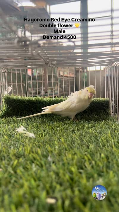 Fancy & King Size Budgies (Hagoromo & King Size)