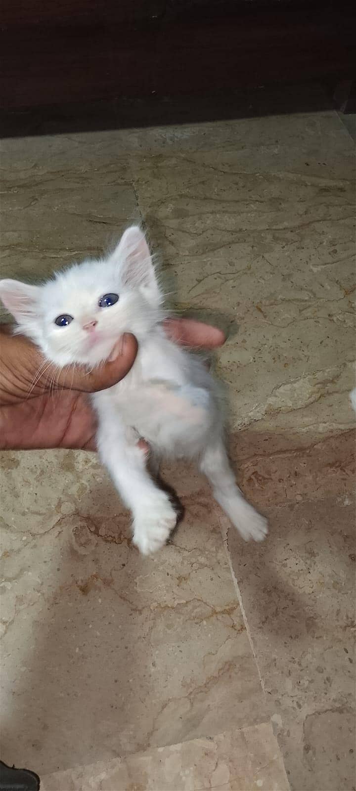 best cats ever 0