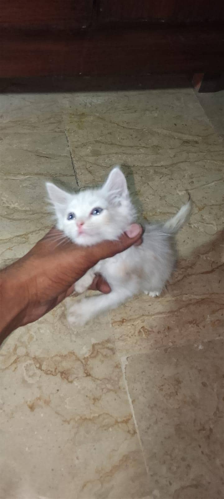 best cats ever 1