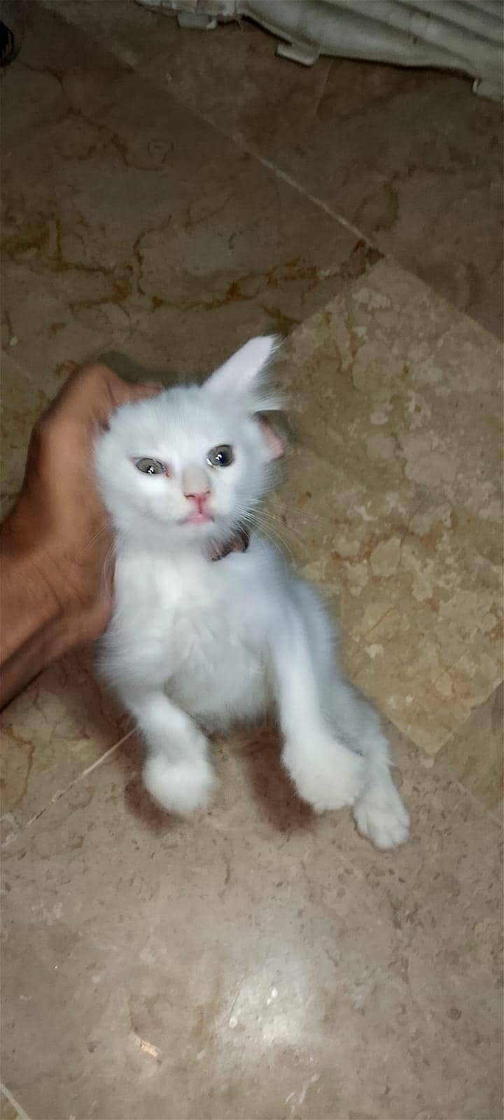 best cats ever 2