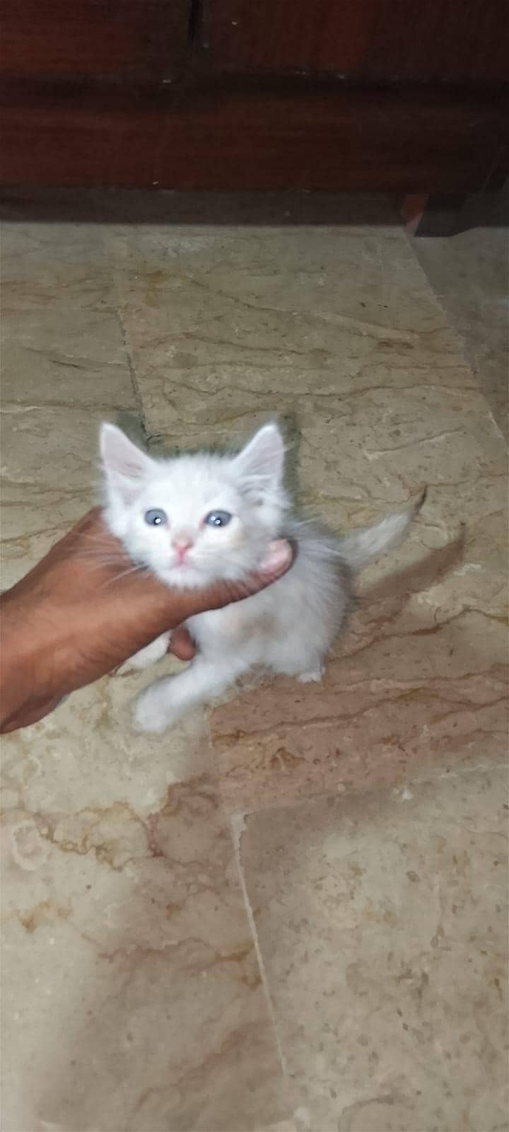 best cats ever 3