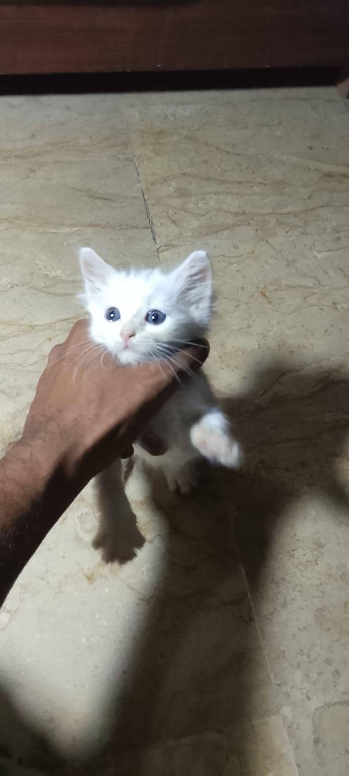 best cats ever 4