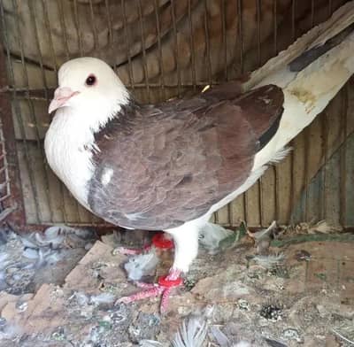pigeon for sale