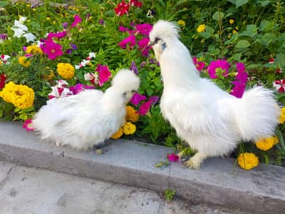 male ya female chahiya to 4500 per pcs ka
