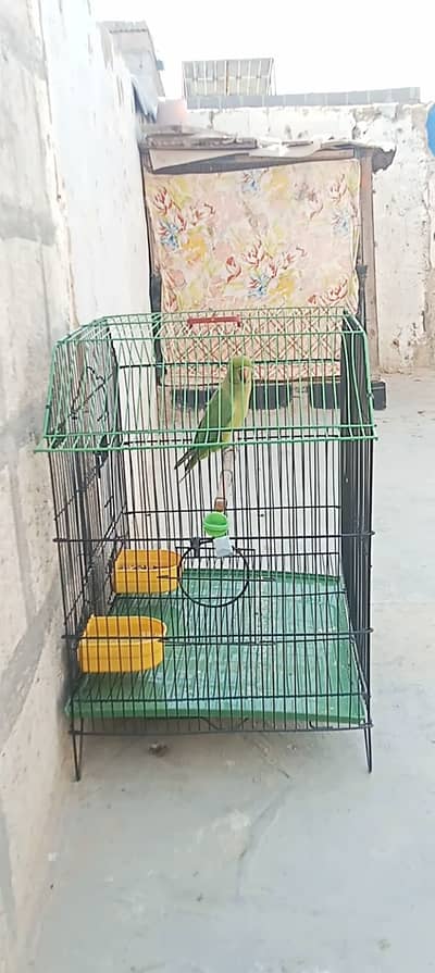 Ringneck