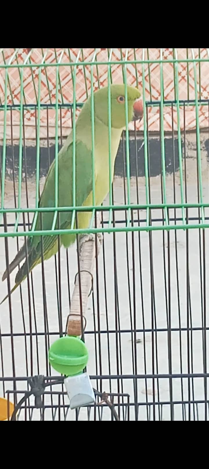 Without Cage only Parrot 1