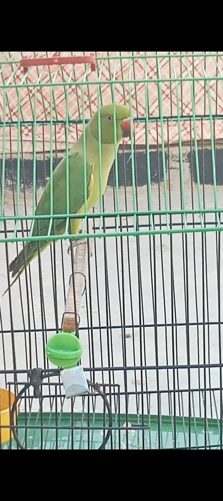 Without Cage only Parrot 2