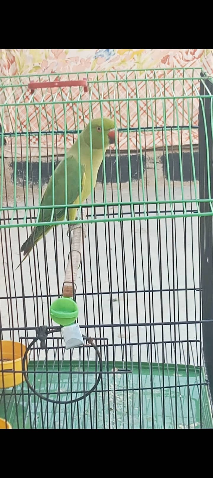 Without Cage only Parrot 3